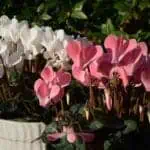 Цикламен: уход в домашних условиях, полив, пересадка и размножение, виды