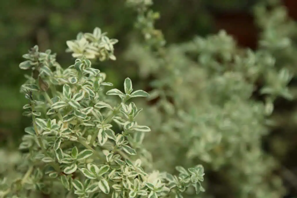 Чабрец или тимьян ползучий: полезные свойства растения и противопоказания к применению