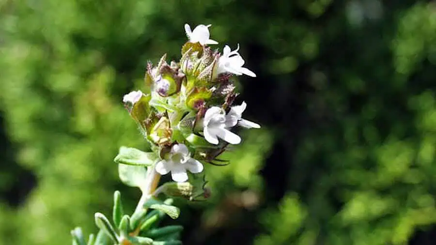 Чабрец или тимьян ползучий: полезные свойства растения и противопоказания к применению