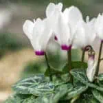 Цикламен: уход в домашних условиях, полив, пересадка и размножение, виды