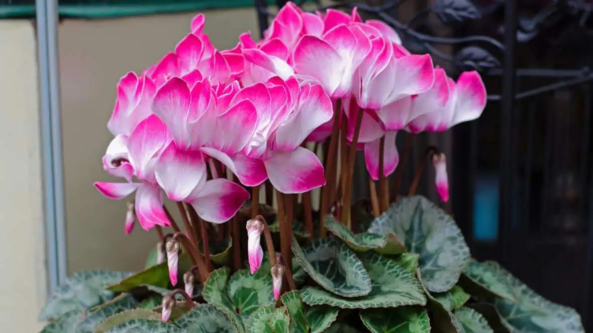 Яркие клубни цикламена с разнообразными оттенками розового, красного и белого, аккуратно посаженные в саду или на огороде для создания декоративных цветущих уголков.