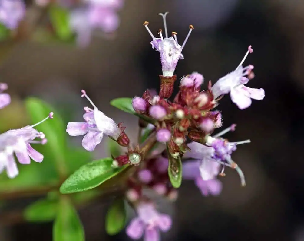 Чабрец или тимьян ползучий: полезные свойства растения и противопоказания к применению