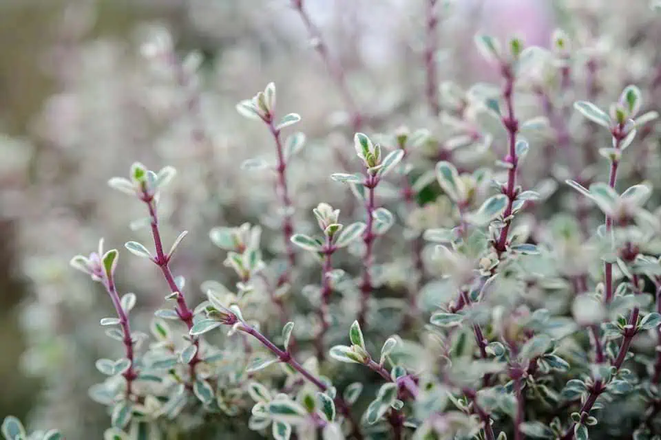 Чабрец или тимьян ползучий: полезные свойства растения и противопоказания к применению
