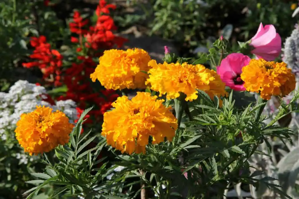 Бархатцы Tagetes