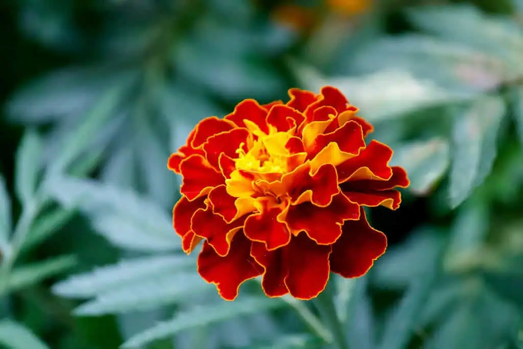Бархатцы Tagetes