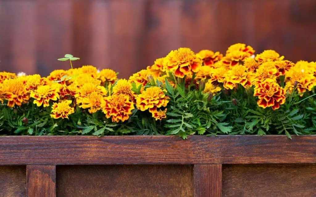 Бархатцы Tagetes