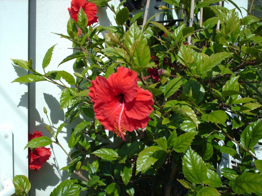 Гибискус (Китайская роза)