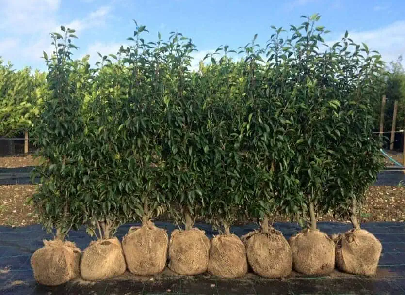 Живая изгородь на даче. Саженцы.