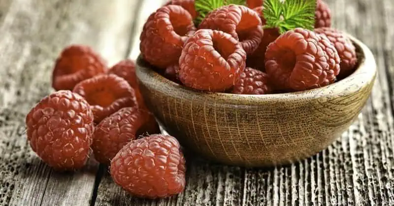 Ремонтантная малина: уход и выращивание