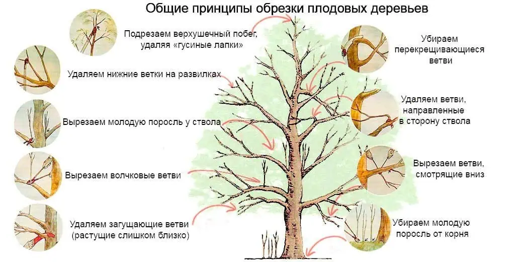 Уход за садом весной