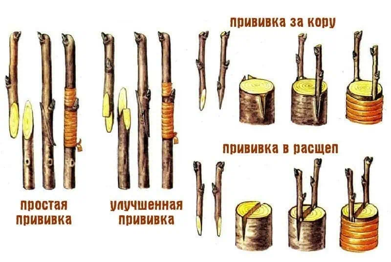 Обработка коры деревьев для прививки по методикам "простая" и "улучшенная". Иллюстрация показывает последовательность выполнения прививки.