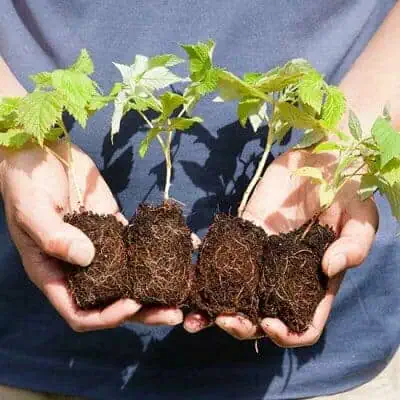 саженцы малины