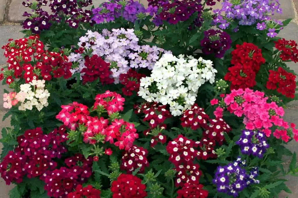 Вербена (verbena)