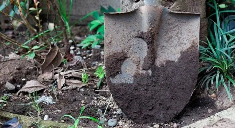Growing seedlings in garden soil, garden bed with plant sprouts and fertile earth, сад и огород на сайте Дача Сегодня, газон и огород, подготовка земли для посадки растений, выращивание овощей и зелени, эффективное огородничество, уютный сад на даче, современное огородничество.