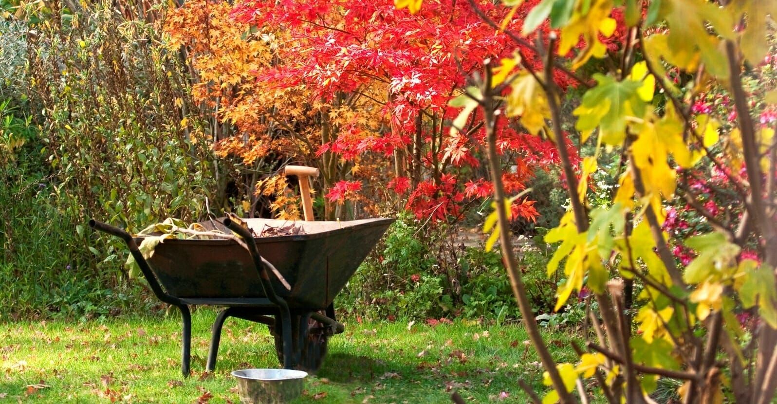 Садовые работы в августе: как и когда готовиться к осенне-зимнему сезону
