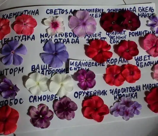клумбина из цветов, сад, огород, цветы для сада, петуния, гербера, виола, герань, ранункулюс, цветы для клубники, оформление клумбы.